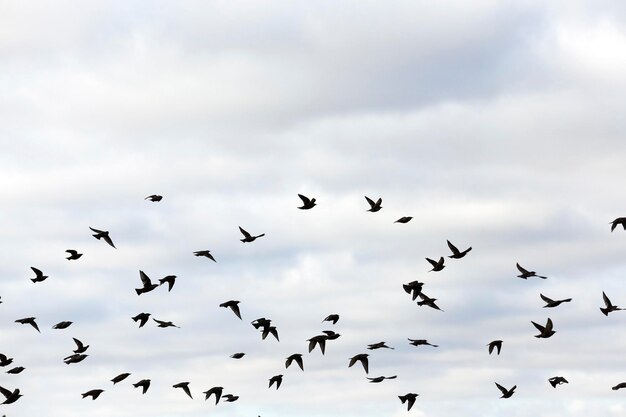 Birds flying in the sky