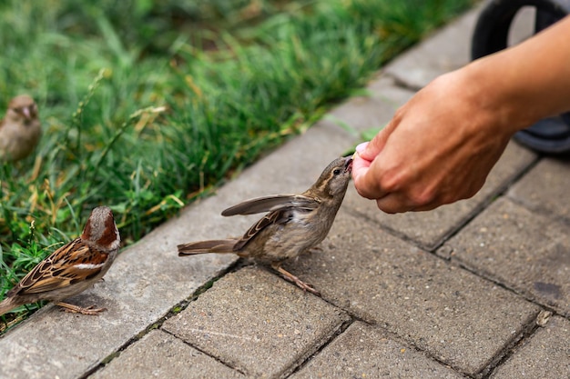 The birds found the remains of bread crumbs in the spring park and are happy to eat them