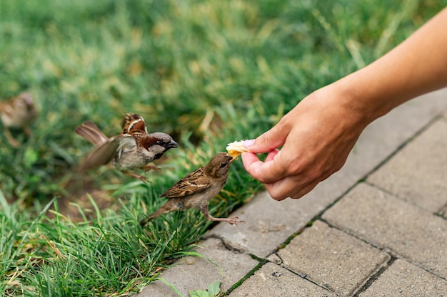 The birds found the remains of bread crumbs in the spring park and are happy to eat them