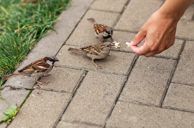 The birds found the remains of bread crumbs in the spring park and are happy to eat them