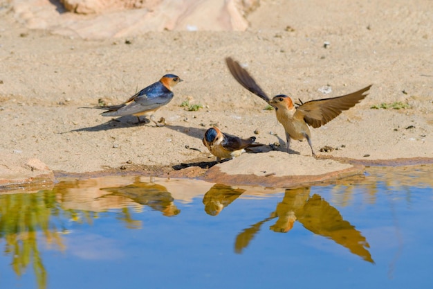 Birds in freedom and in their environment