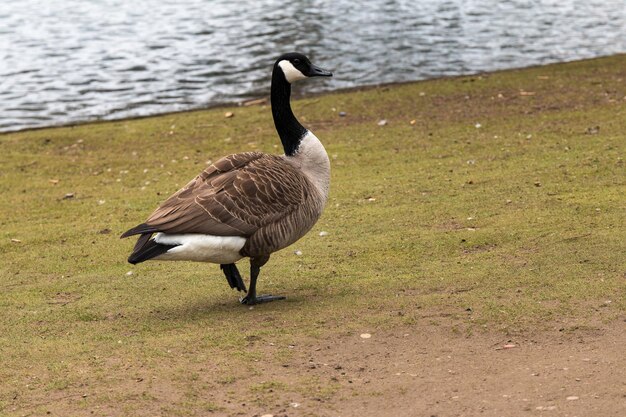 Birds on grass