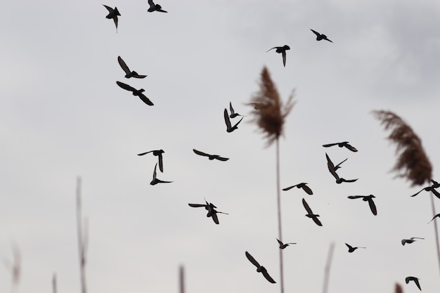 birds in the gray sky behind the reeds