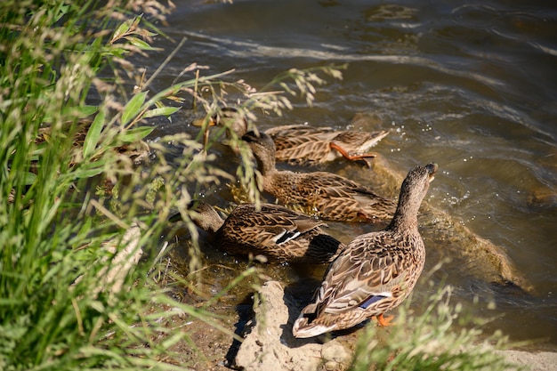 Birds in a lake