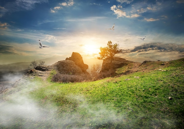 Birds over meadow on a mountain at sunrise