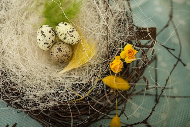 Birds nest is made of tree branches bird eggs lie in the nest