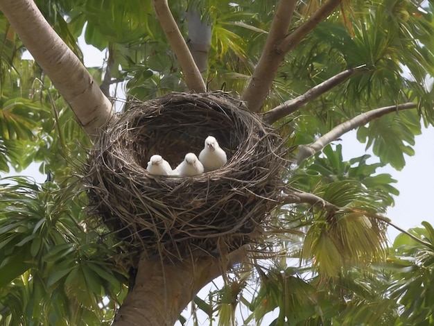 Birds nest in palm tree