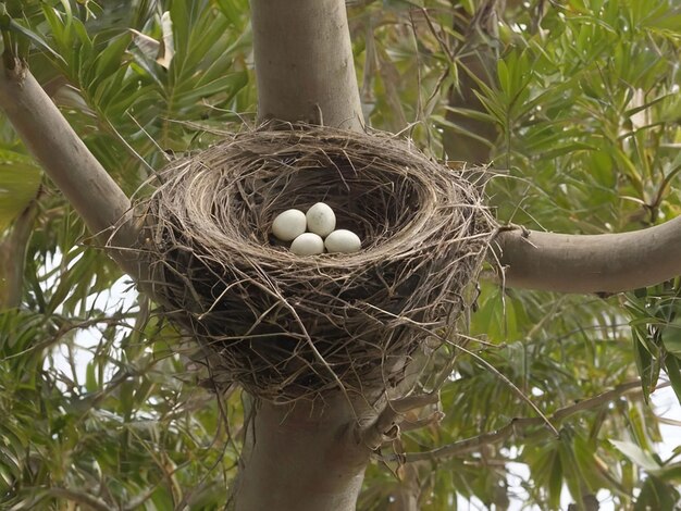 Photo birds nest in palm tree