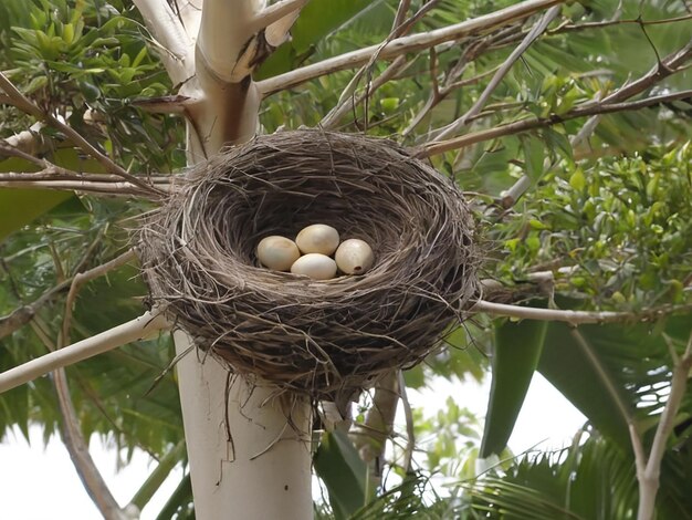 Birds nest in palm tree