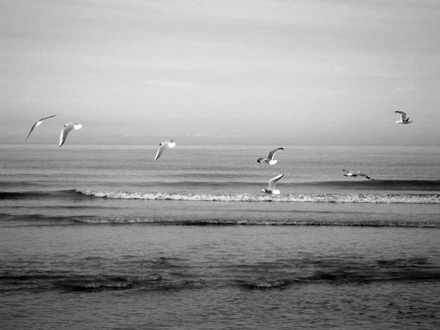 Photo birds in normandie