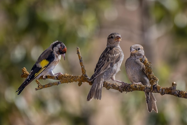 Birds perched on a branch.