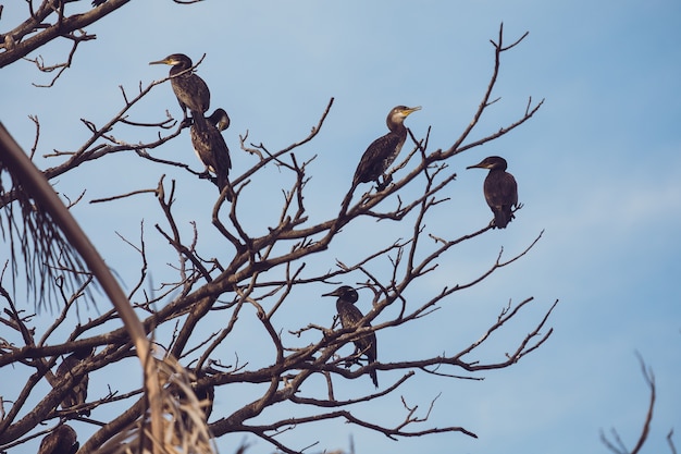 Birds perched on the tree branches with blue sky background