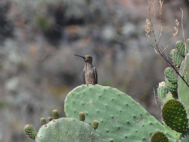 Photo birds perching on cactus