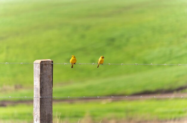 Photo birds perching on a fence