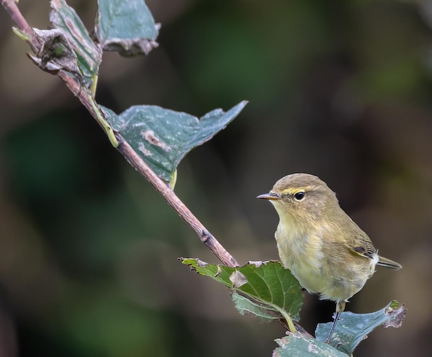 Birds photographed from my garden in winter, from sparrows, robins, mosquito nets...