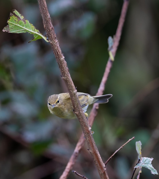 Birds photographed from my garden in winter, from sparrows, robins, mosquito nets...