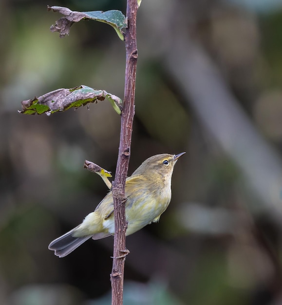 Birds photographed from my garden in winter, from sparrows, robins, mosquito nets...