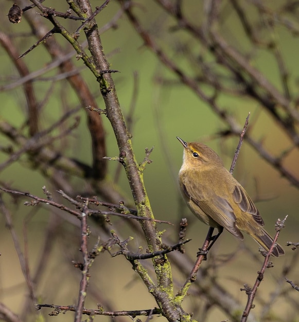 Birds photographed from my garden in winter, from sparrows, robins, mosquito nets...