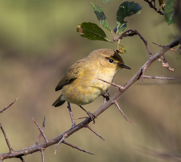 Birds photographed from my garden in winter, from sparrows, robins, mosquito nets...