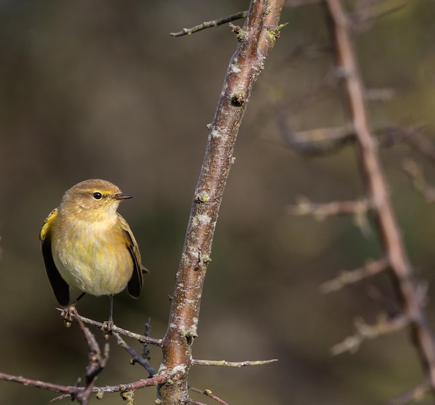 Birds photographed from my garden in winter, from sparrows, robins, mosquito nets...