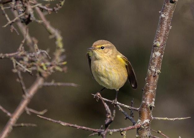 Birds photographed from my garden in winter, from sparrows, robins, mosquito nets...