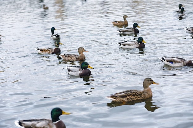 Birds on the pond. A flock of ducks and pigeons by the water. Migratory birds by lake.