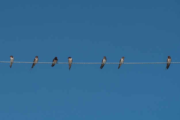 Birds on power line cable