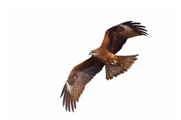 Birds of prey Black kite Milvus migrans flying isolated on a white background