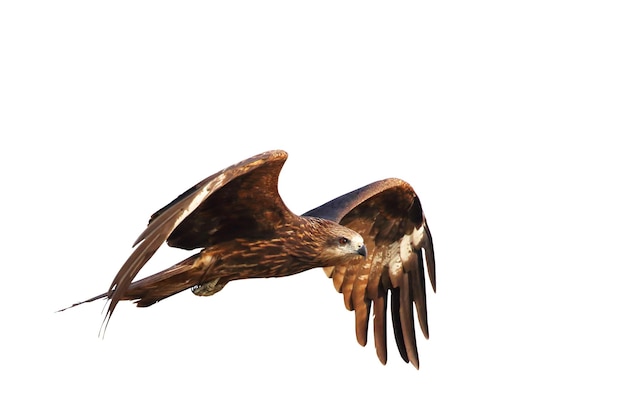 Birds of prey Black kite Milvus migrans flying isolated on a white background