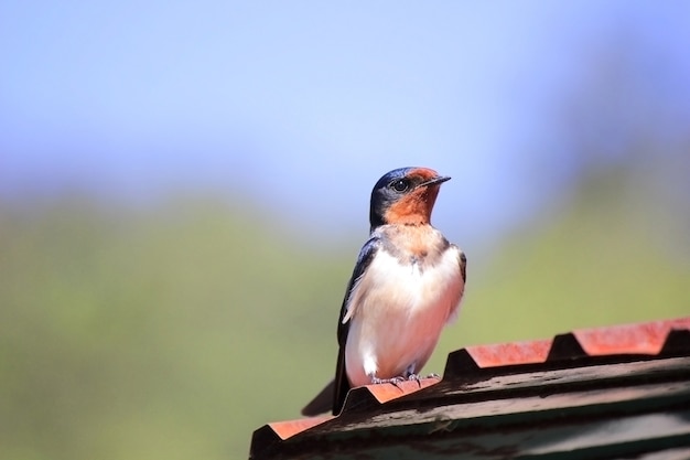 Birds on the roof