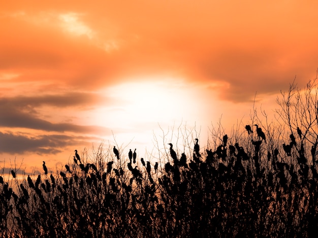 birds silhouette 