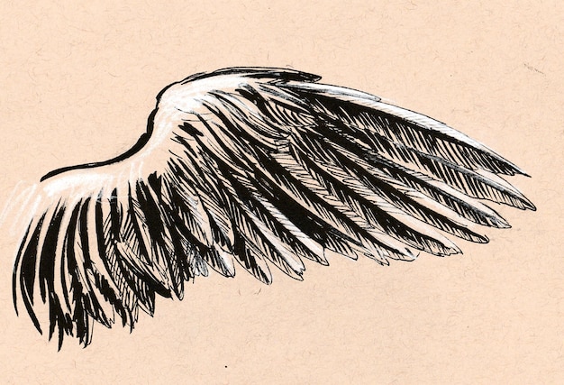 Birds wing. Ink and chalk drawing