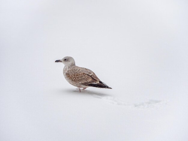 Birds in the winter. Young Seagull in the snow. The hard life of animals and birds in winter concept.