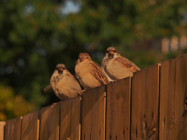 Photo birds on wooden fence