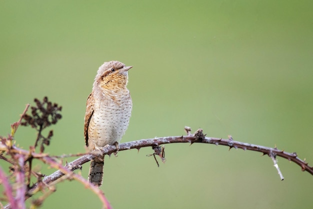 Birds Wryneck Jynx torquilla In the wild