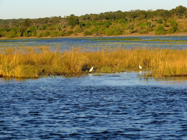 Birds on Zambezi river Botswana Africa