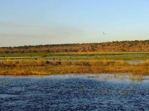 Birds on Zambezi river Botswana Africa