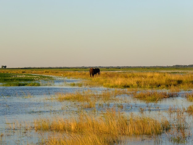 Birds on Zambezi river Botswana Africa