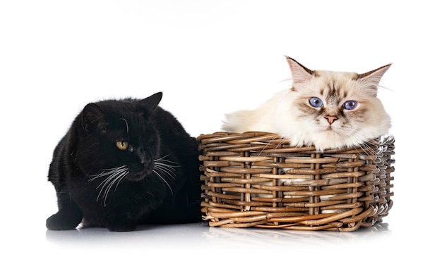 Birman cat and feral cat in front of white background