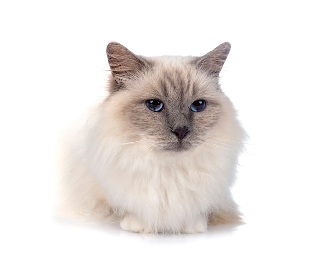 Birman cat in front of white background