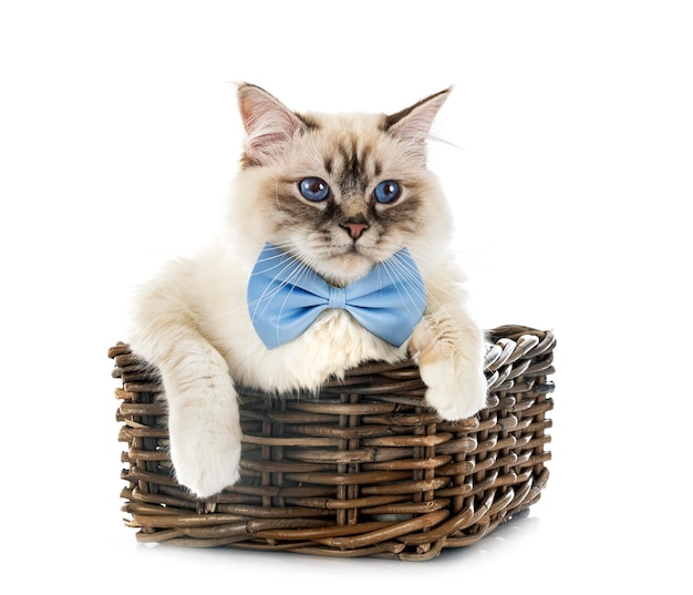 Birman cat in front of white background