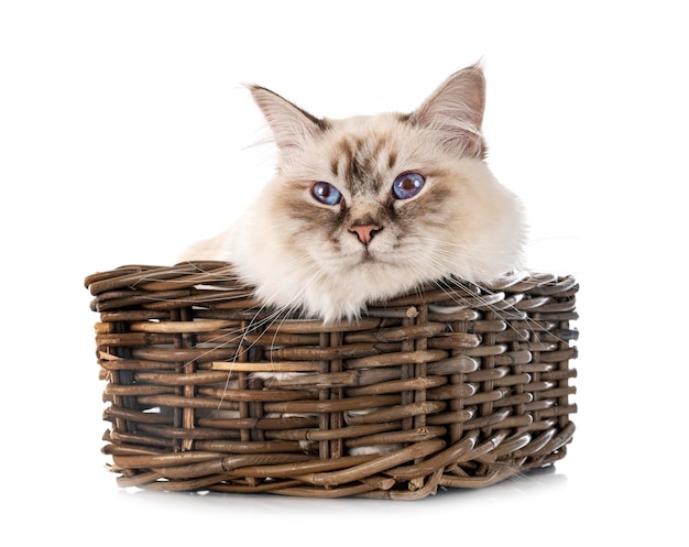 Birman cat in front of white background