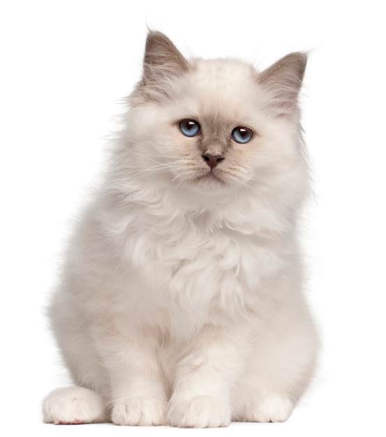 Birman kitten, 10 weeks old. Cat portrait isolated