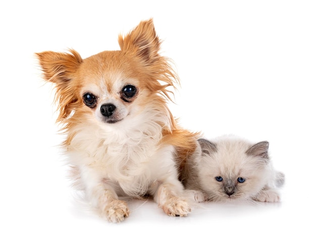 Birman kitten and chihuahua in studio