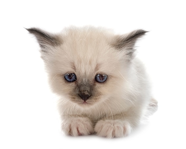 Birman kitten in front of white background