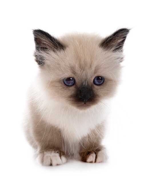 Birman kitten in front on white isolated