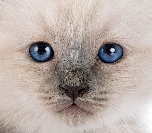 Birman kitten in studio