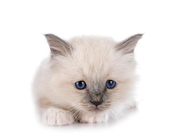 Birman kitten in studio