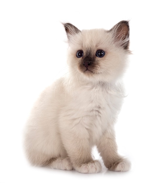 Birman kitten