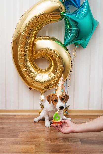 Birthday dog in party hat in the room decorated with balloons, looking at the camera